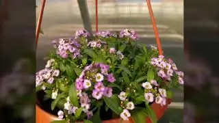 Цветочная рассада на продажу. Сезон открыт.