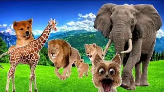 Animal sounds.Sounds of domestic and wild animals, elephant, leopard, monkey, cow, sheep and others.