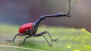 Шумдуктуудай жаныбарлар. Эч жерден көргөн эмессиз