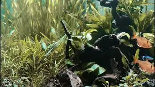 Aquascape Natural