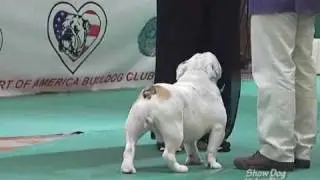 BCA 2009 Winners Dog Clips
