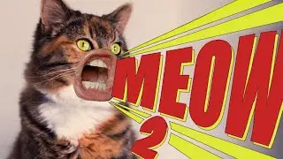 MEOW 2 | Funny Talking Cats #meow #talkingcats