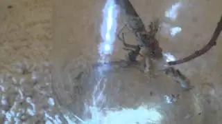Black widow spider feeding Ep. 3