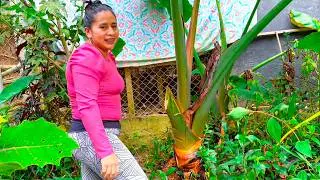 Cosecha de PAPAS ROJAS en el patio de mi CASA | Doña Viky | Viky Aventura