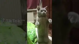 #cat#кот#cat #оскар