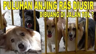 PULUHAN ANJING RAS RESMI DIUSIR !!!