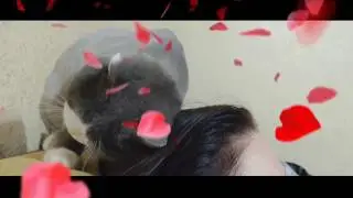 A little lоve story... Как КОТ ПОКАЗЫВАЕТ СВОЮ ЛЮБОВЬ