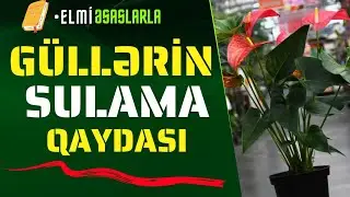 💧🌹 Kişi xoşbəxtliyi gülünə qulluq qaydası | Anthurium gülünü necə  sulamalıyıq?