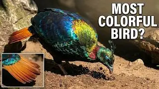 Amazing Shiny Bird: Himalayan Monal