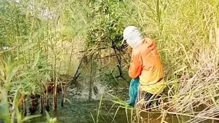หมานเกินคาด!! สูตรเด็ดดักปลาแรดด้วยเหยื่อกล้วย ep.588