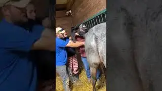 la douleur de la maman cheval😍