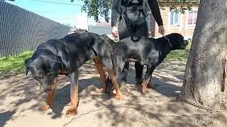 Вязка 05.09.24 Гермес