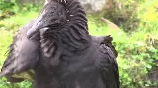 Black Vulture in Vermont?