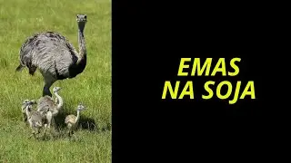 EMAS DA SOJA