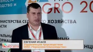 Исаев Евгений Владимирович, Управляющий производством компании ООО «Черкизово-Свиноводство»