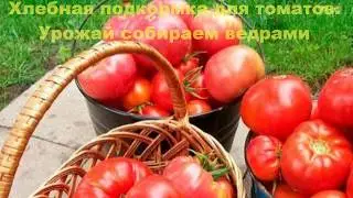 Простая хлебная подкормка для томатов. Урожай собираем ведрами.