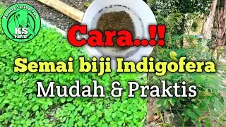 Cara semai biji indigofera dengan mudah dan praktis || Pakan kambing & domba || Bank pakan