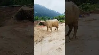 Tạm biệt em trai khủng.
