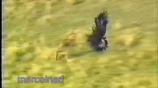 hunting wolves with a golden eagle in Mongolia. Kazajstán-Ky