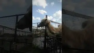 Авенсис ранчо