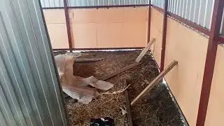 Утепление стен в свинарнике.