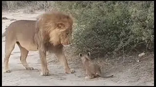 Lion sighting: Pretty Boy ll and Northern Pride cub