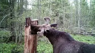 Elk on the solonets. Part number 3
