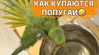 Как купаются попугаи🦜Ржачки😂😂😂