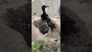 Cormorant Feeding Time