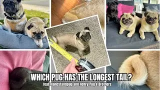 Pug Youtuber Tail CHALLENGE | feat. @HenryPugBrothers & @HandstandPug
