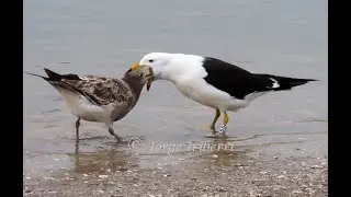 Gaviota Cangrejera alimentando a un juvenil