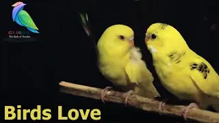 Budgies Parrots Mating | Birds Mating | Birds Love | Color Birds