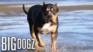 Our 170lb Black Tri-Colour Bully Is 'The World's Biggest' | BIG DOGZ