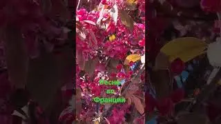 Весна во Франции.