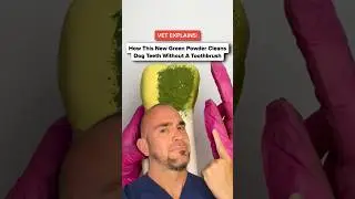 Vet explains how ProBright dental powder can clean dog teeth (No Toothbrush) 🤯🐶 