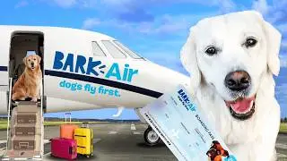 Flying On The World's FIRST Dog Airline BARK Air!
