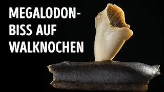 Die unglaublichsten Fossilien, die je gefunden wurden
