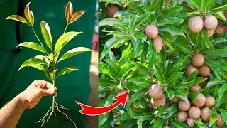 New technique growing sapodilla plant from cutting full success
