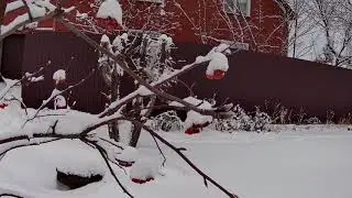 вот и к нам пришла зима !!!