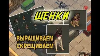 Выращиваем щенков - Last Day on Earth: Survival