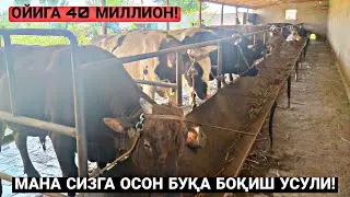 ТУРТКУЛДА 20 ТА БУҚА БОҚАЁТГАН ФЕРМЕР! ФОЙДА ВА ЗАРАРЛАРИ | НОВВОС БОҚИШ СИРЛАРИ