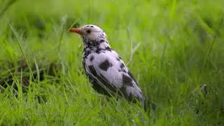 Leucistic Blackbird (Turdus merula ♂) / Leuzistische Amsel