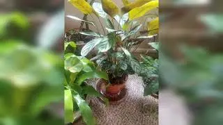 Mysterious Stromanthe - Rare Unique Find