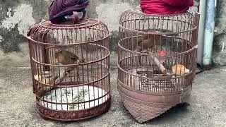 Họa Mi mái đọ l.ửa