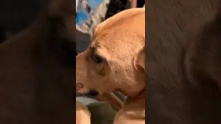 pranking my dog (gone wrong) (gone stinky) (cops called)