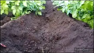 Окучивание картошки минитрактором