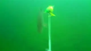 This pike is very very suspicous  After following for some time the lure it gives only a gentl