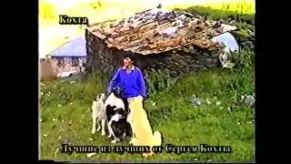 Грузинские горные собаки 🇬🇪 Картуши Нагази 🇬🇪