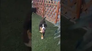 Lencsi and Luca the Bernese Mountain Dogs