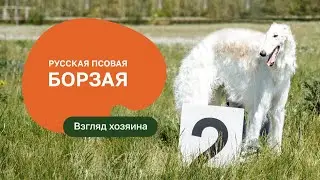 Русская псовая борзая — все о породе, плюсы и минусы — шоу «Ожидание/реальность»